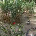 DSC06375.JPG