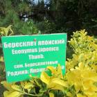 IMG_0962.JPG