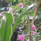 DSCN4795.JPG