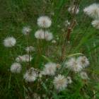 DSCN0623.JPG