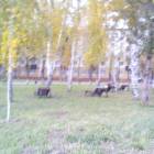 Литературный дворик. Альметьевск.78618