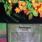 Мир динозавров. ТРЦ Италмас.63545