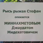 Рыжая рысь. Зооботанический сад. Казань.78078