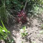 DSCN0541.JPG