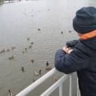 Кормление уток на Центральном водоеме.05.11.201789959