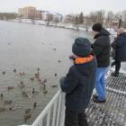 Кормление уток на Центральном водоеме.05.11.2017