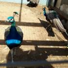 IMG-20180916-WA0025