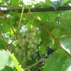 DSCN0554.JPG