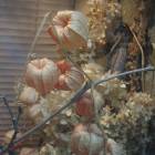 DSCN4804.JPG