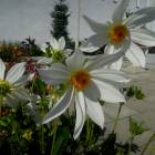 DSCN1537.JPG