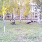 Уличные библиотеки Альметьевска. 31.10.17г.84625