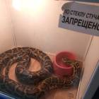очаровательные зверюшки112525