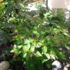 DSCN0547.JPG