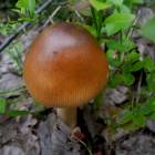 DSCN0616.JPG