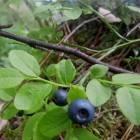 DSCN0599.JPG