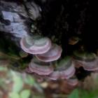 DSCN0350.JPG