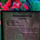 Мир динозавров. ТРЦ Италмас.63540