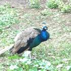 IMG_4174.JPG