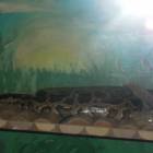 DSCN4837.JPG