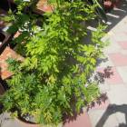 DSCN0580.JPG