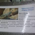 Бородатая агама84052