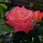 DSCN1501.JPG