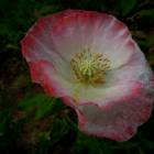 DSCN0572.JPG