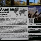 Зооботанический сад. Альпака.77105