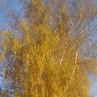 16c4b2aaf3f9e687c89a7dbb43dcb894