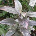 DSCN4811.JPG