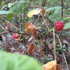 IMG_3716.JPG