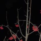 DSCN5221.JPG