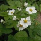 DSCN8600.JPG