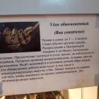 Выставка зоопарк "Живые тропики"60584