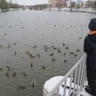 Кормление уток на Центральном водоеме.05.11.201789955