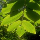 DSCN1609.JPG