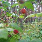 IMG_3705.JPG