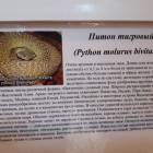 Выставка зоопарк "Живые тропики"60588