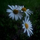 DSCN0205.JPG