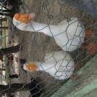 DSCN0459.JPG