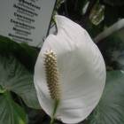 DSCN4782.JPG