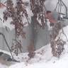 DSC04425.JPG