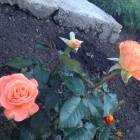 IMG_0216.JPG