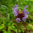 DSCN0579.JPG