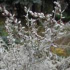 DSCN5052.JPG