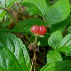 DSCN0587.JPG
