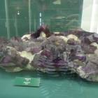 DSCN8530.JPG