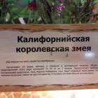 КК№46.Парк тропических бабочек.62343