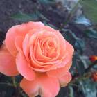 IMG_0217.JPG