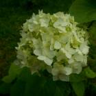 DSCN0574.JPG
